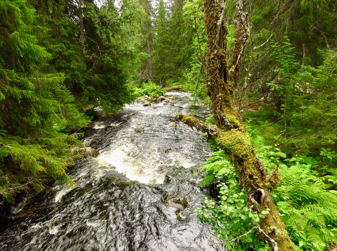 Fulufjallet National Park